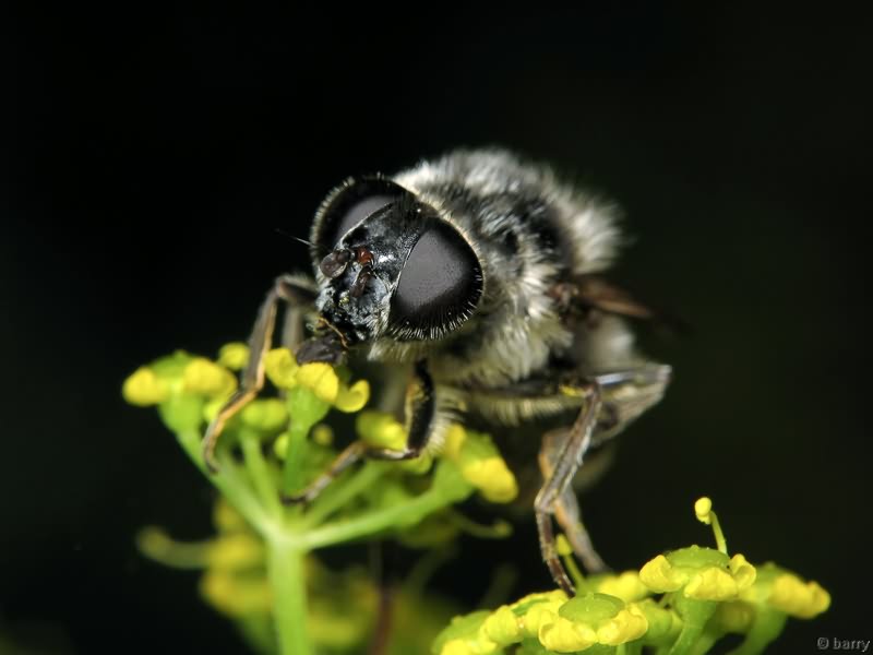 Cheilosia illustrata (Harris, 1780)
